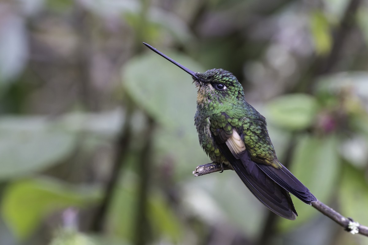 Buff-winged Starfrontlet - ML647808291