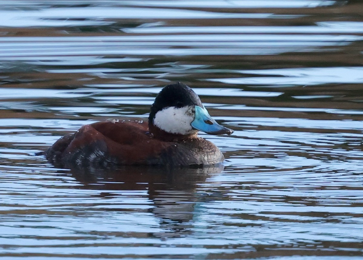 Ruddy Duck - ML647808293