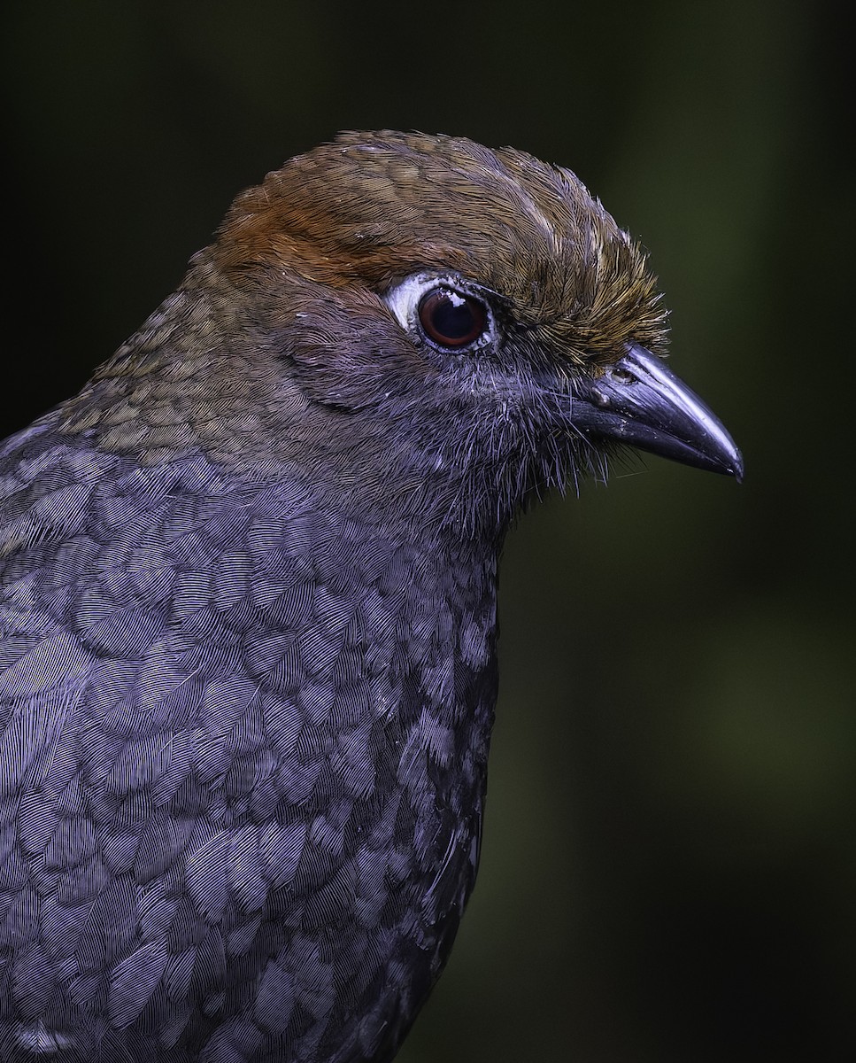 Chestnut-naped Antpitta - ML647808294
