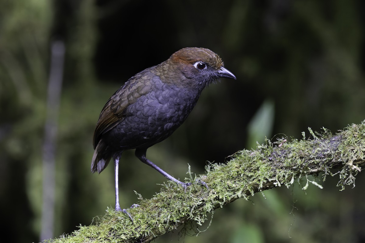Chestnut-naped Antpitta - ML647808295