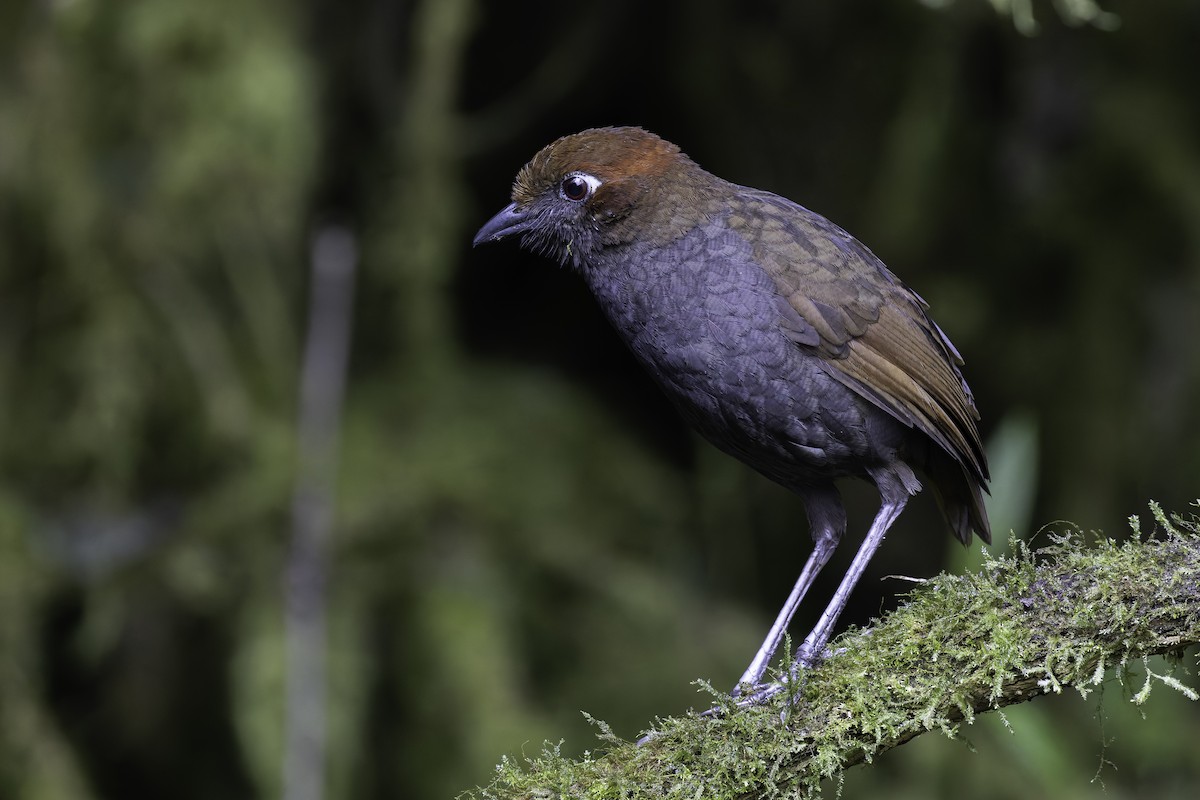 Chestnut-naped Antpitta - ML647808296