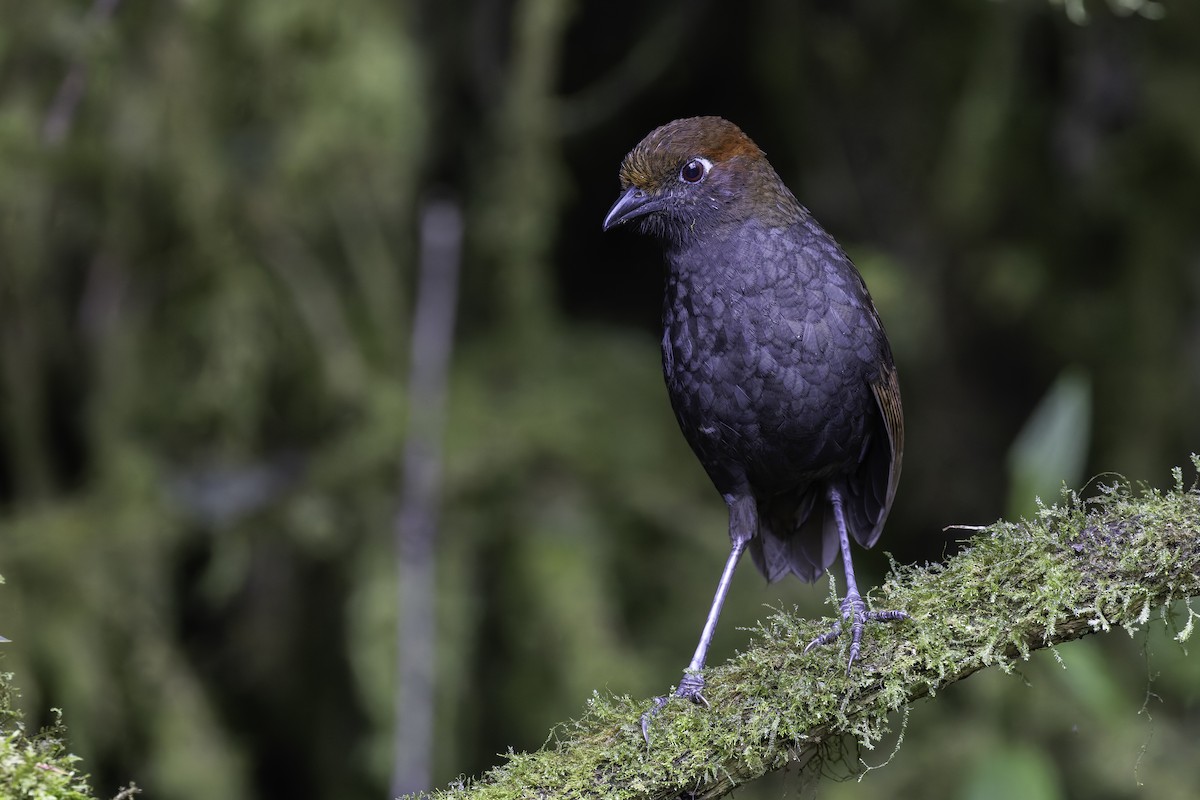 Chestnut-naped Antpitta - ML647808297