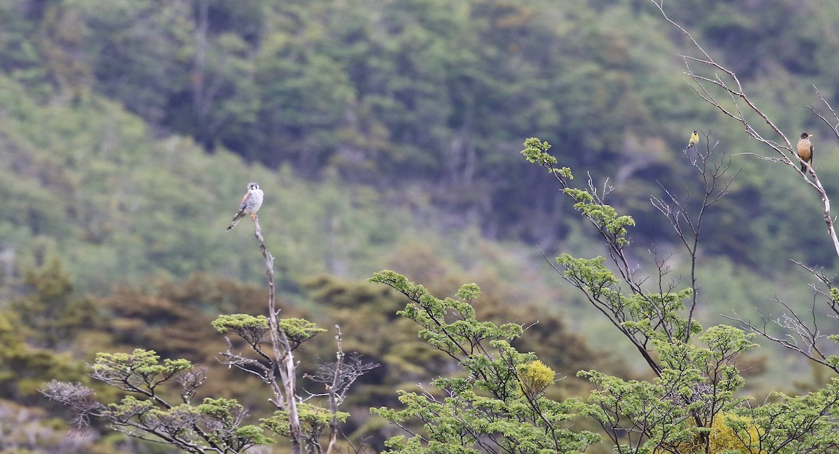 American Kestrel - ML647808299