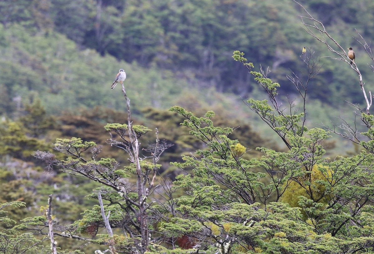 American Kestrel - ML647808300