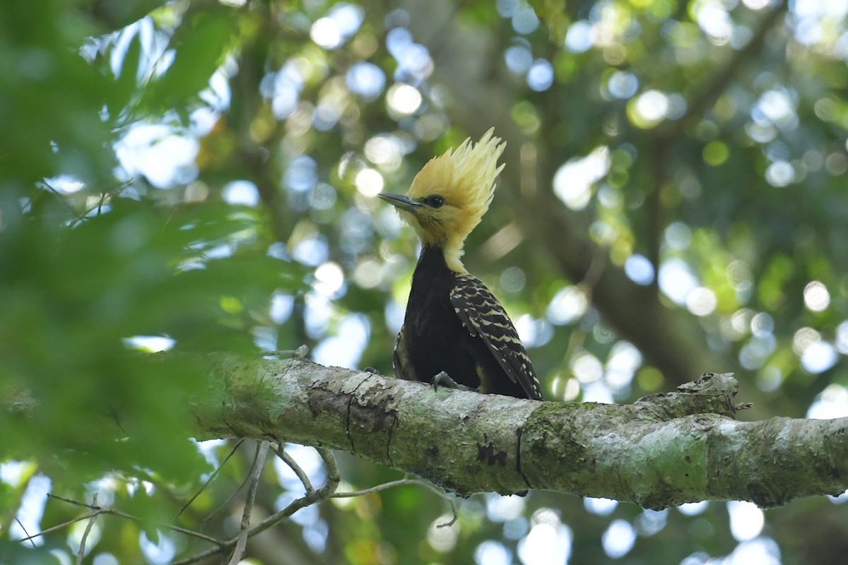 Blond-crested Woodpecker - ML647808303