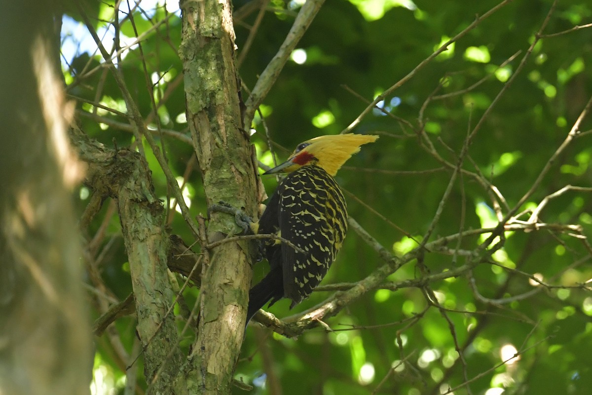Blond-crested Woodpecker - ML647808304