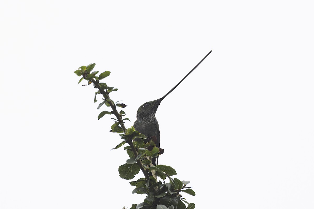 Sword-billed Hummingbird - ML647808305