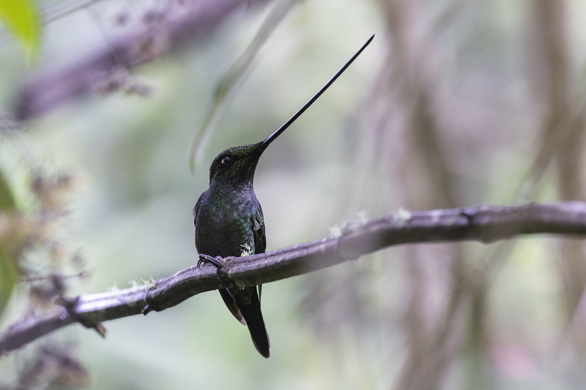 Sword-billed Hummingbird - ML647808306