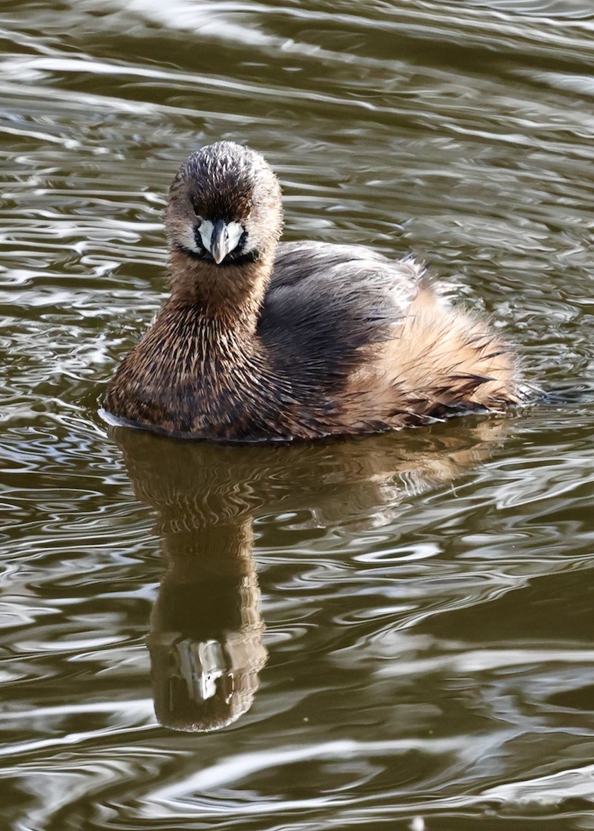 Pied-billed Grebe - ML647808307