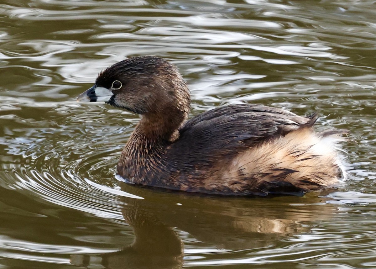 Pied-billed Grebe - ML647808308