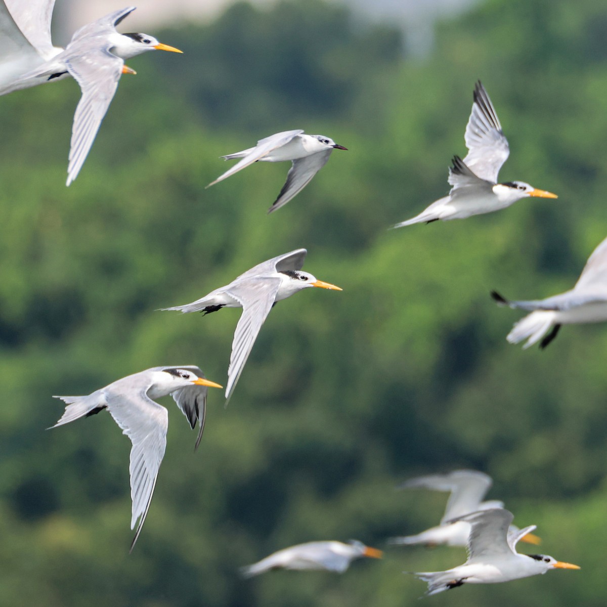 Lesser Crested Tern - ML647808309