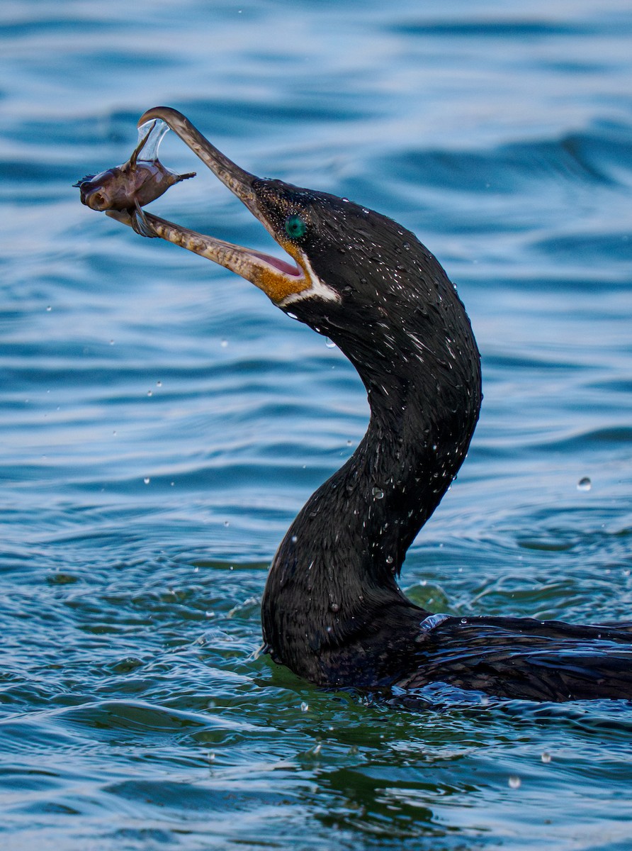 Neotropic Cormorant - ML647808310