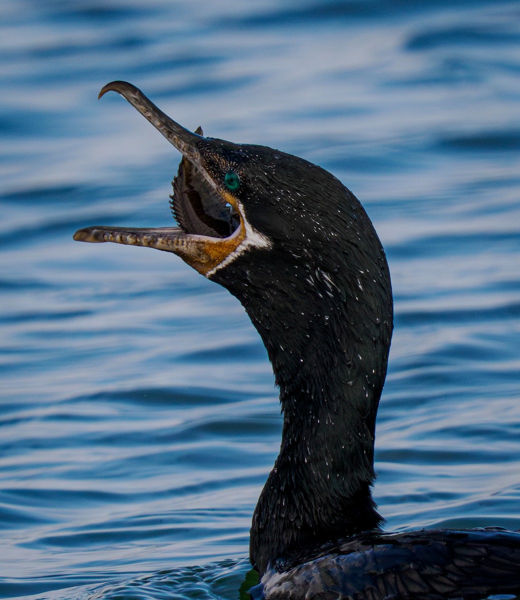 Neotropic Cormorant - ML647808311
