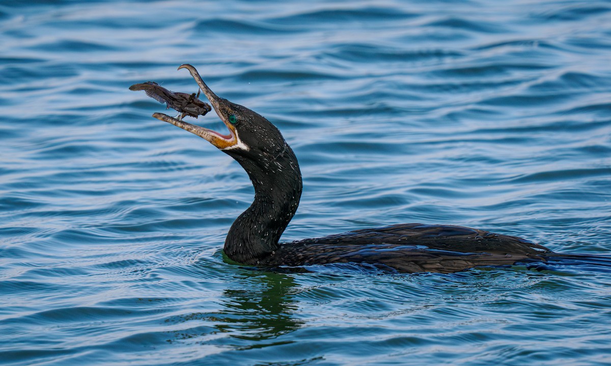Neotropic Cormorant - ML647808312