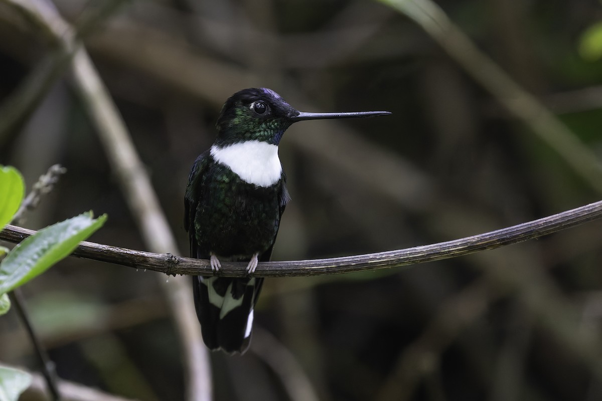 Collared Inca - ML647808313