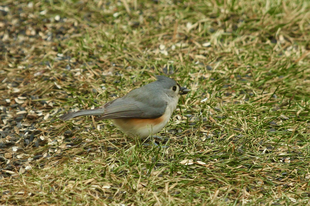 Tufted Titmouse - ML647808314