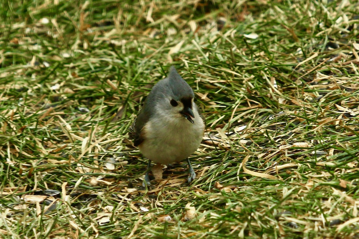 Tufted Titmouse - ML647808315