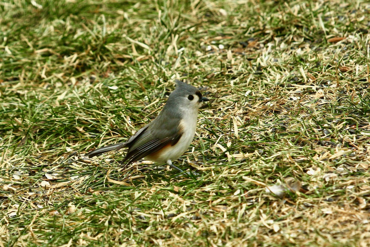 Tufted Titmouse - ML647808316