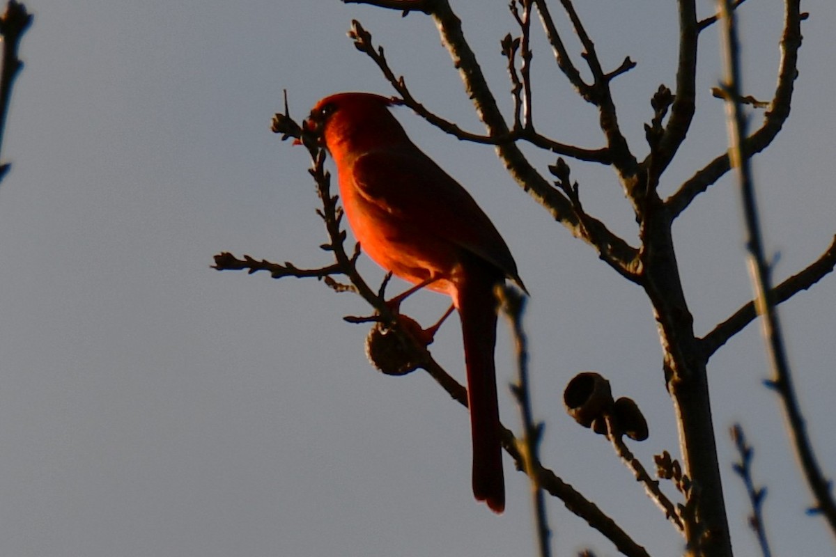 Northern Cardinal - ML647808318