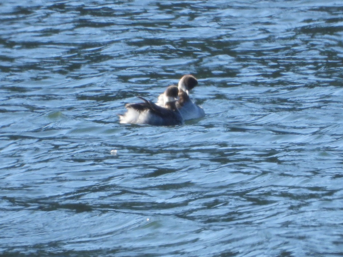 Grèbe à cou noir - ML647808320