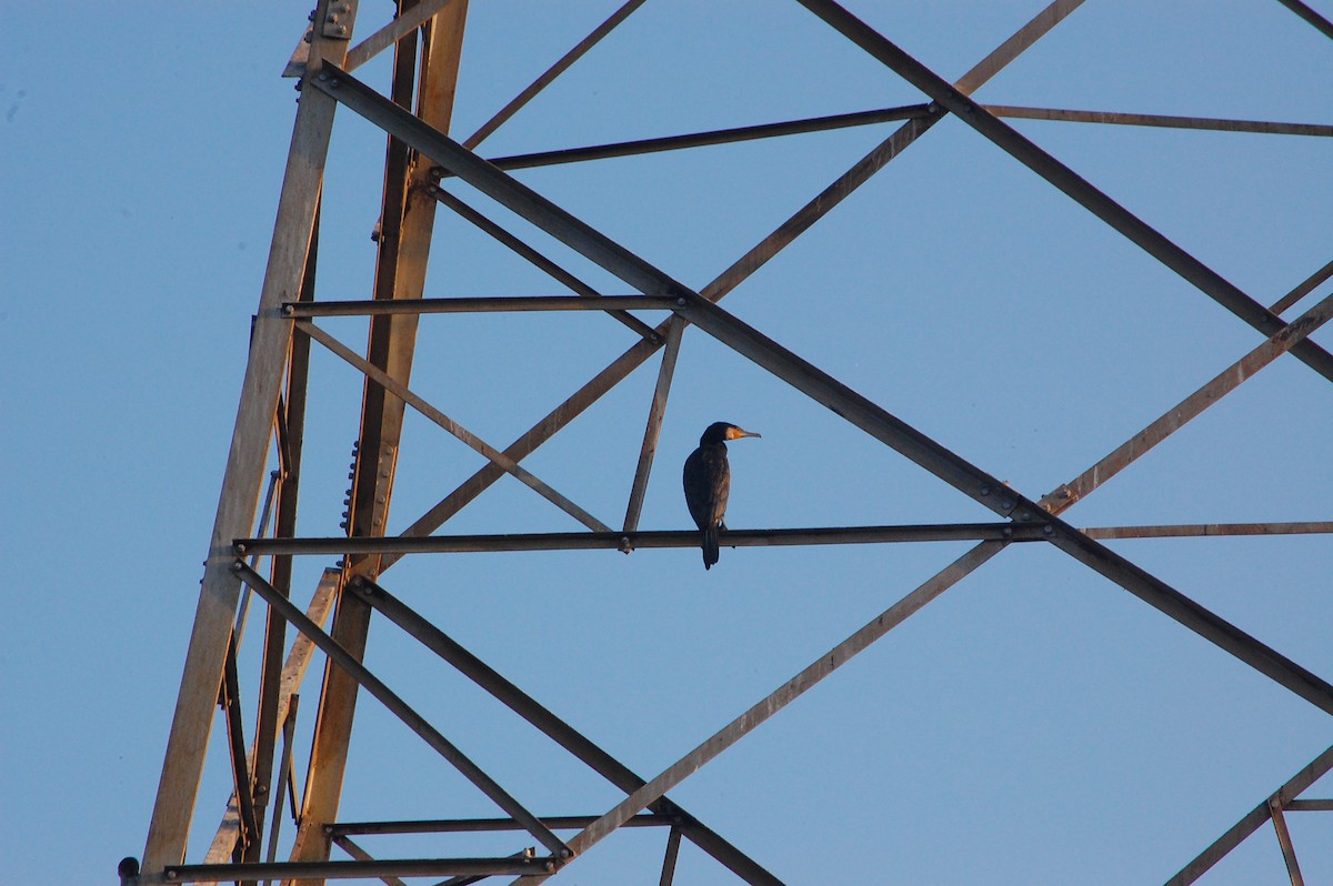 Great Cormorant - ML647808321