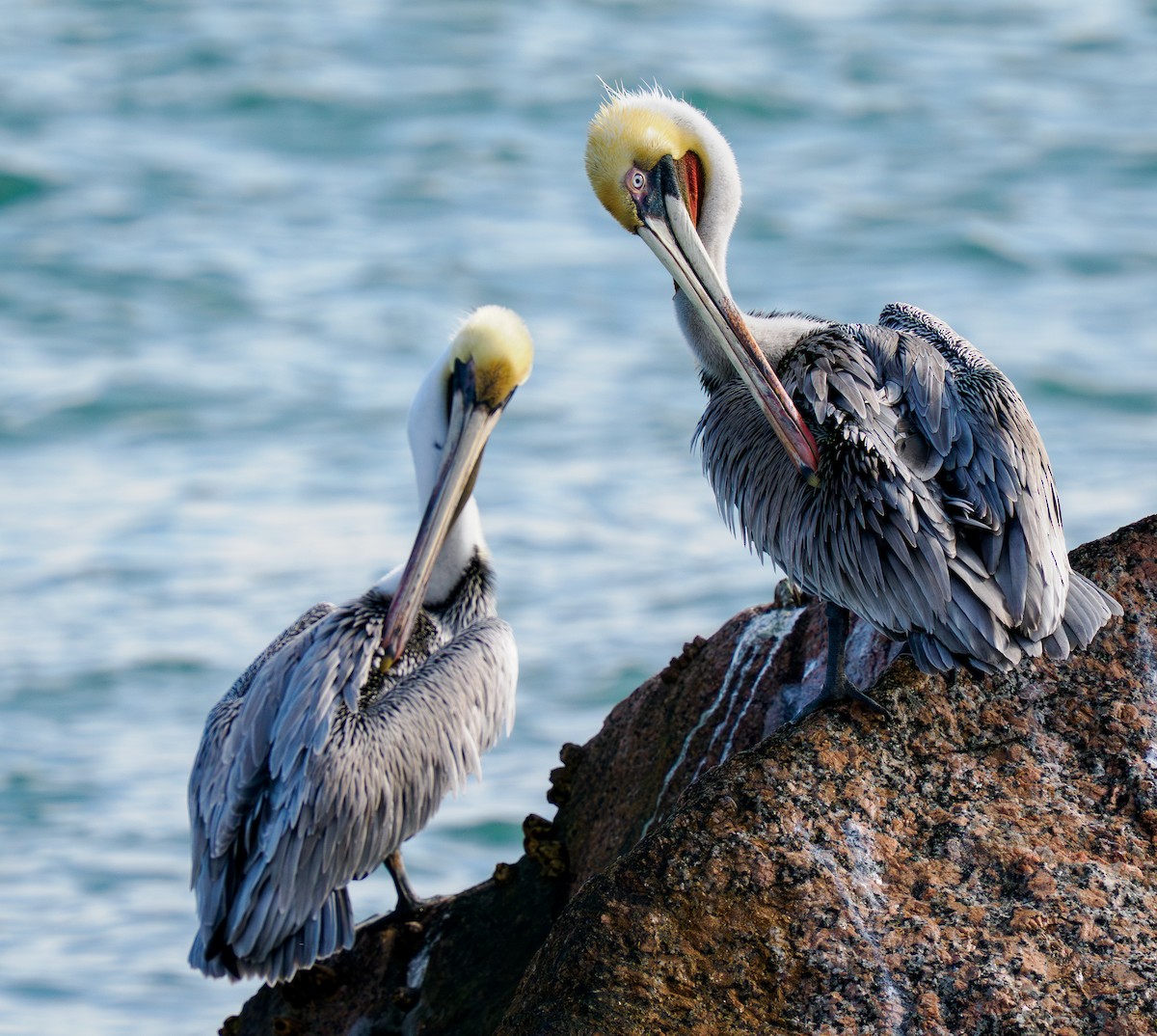 Brown Pelican - ML647808324