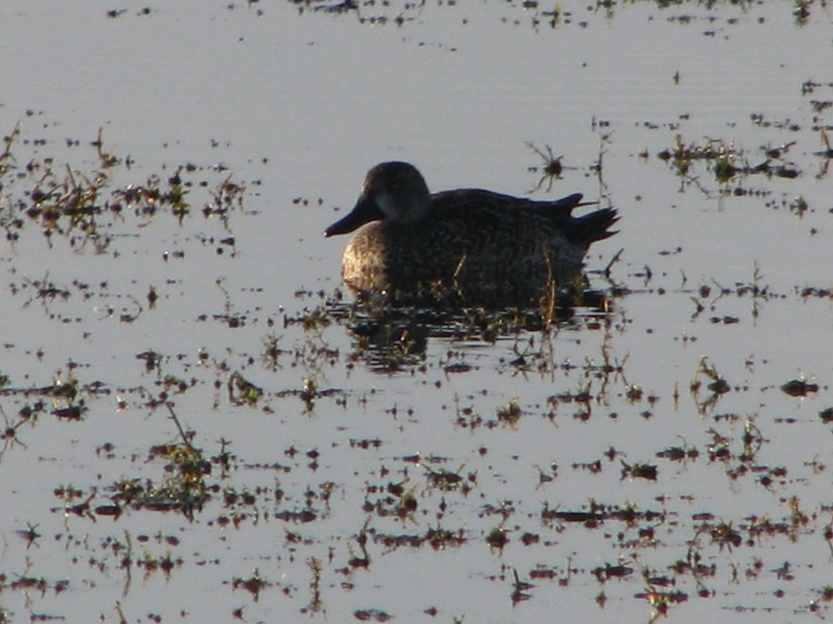 Blue-winged Teal - ML647808326