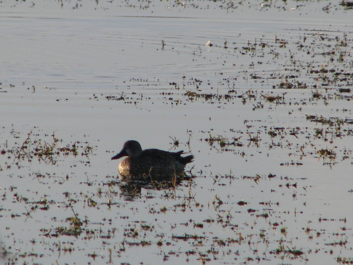 Blue-winged Teal - ML647808327
