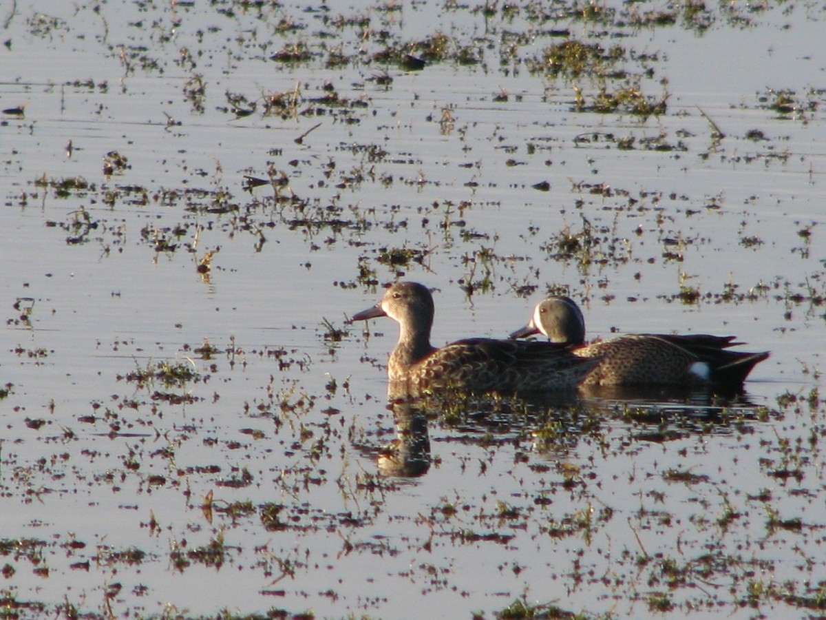 Blue-winged Teal - ML647808328