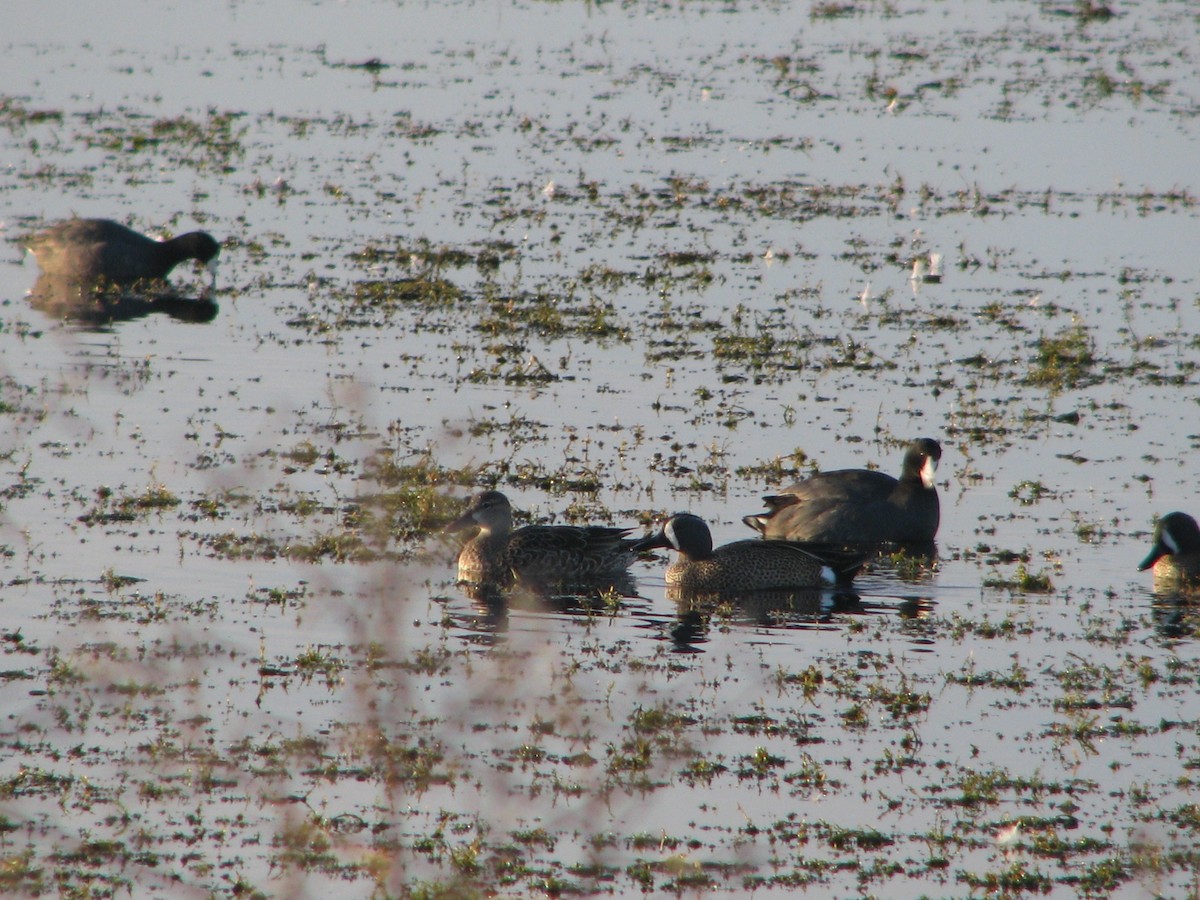 Blue-winged Teal - ML647808329