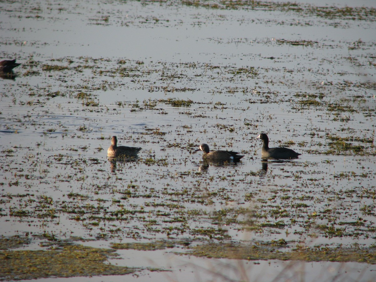 Blue-winged Teal - ML647808330