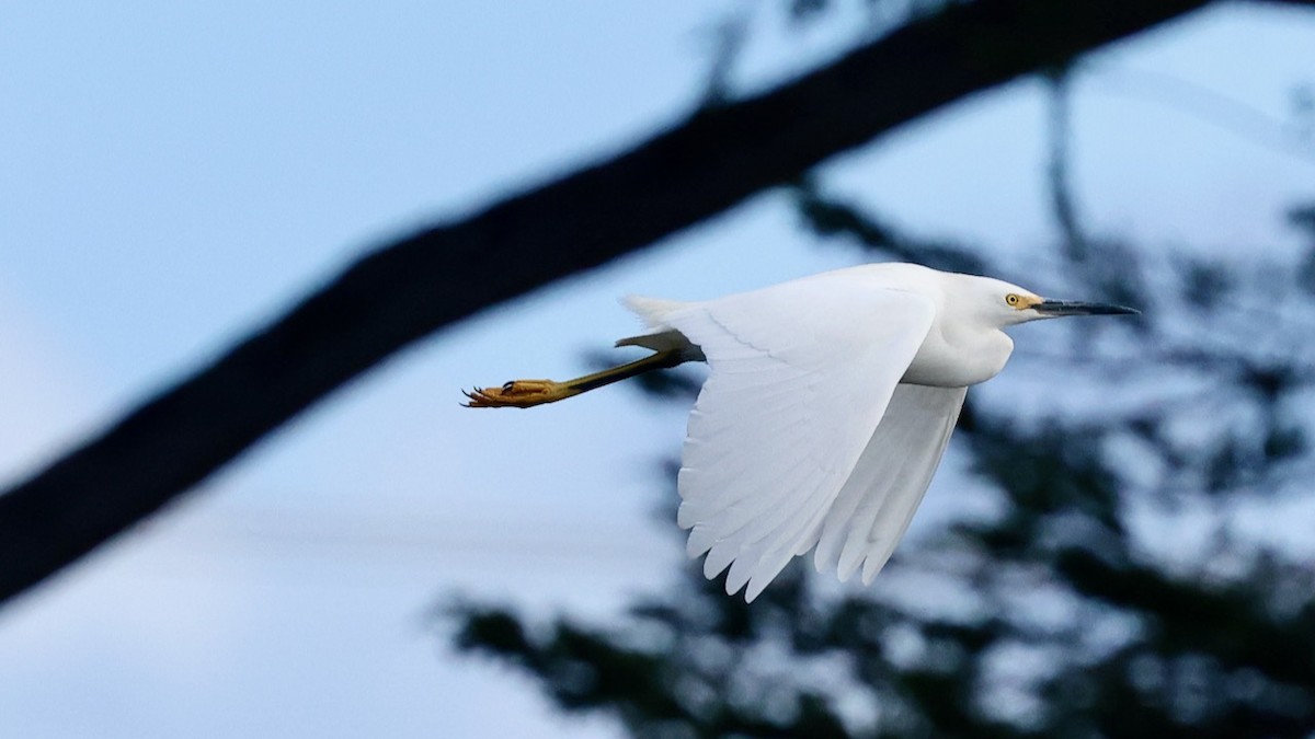 Snowy Egret - ML647808331