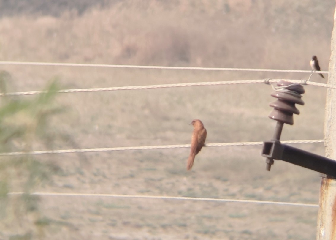 Gray-bellied Cuckoo - ML647808354