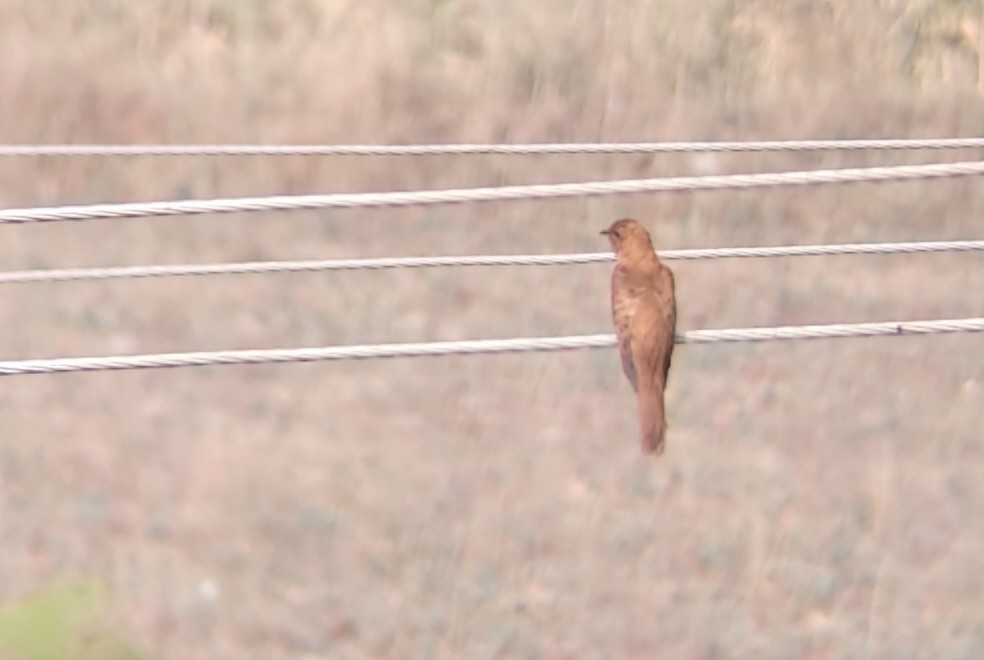 Gray-bellied Cuckoo - ML647808355