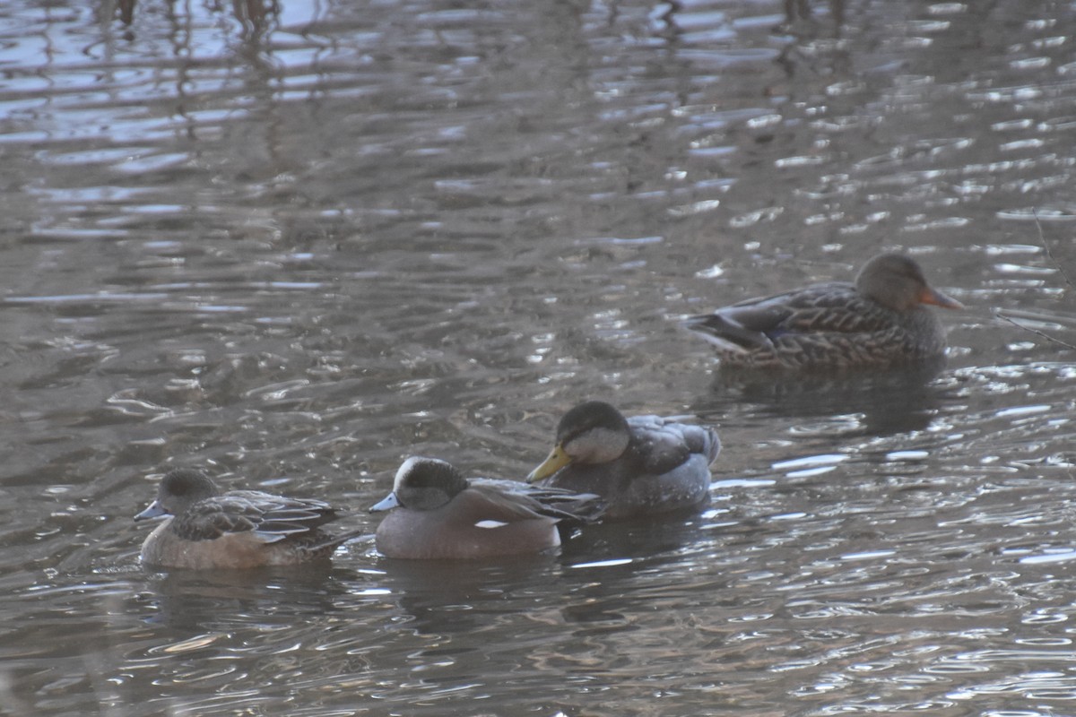 Свищ американський - ML647808366