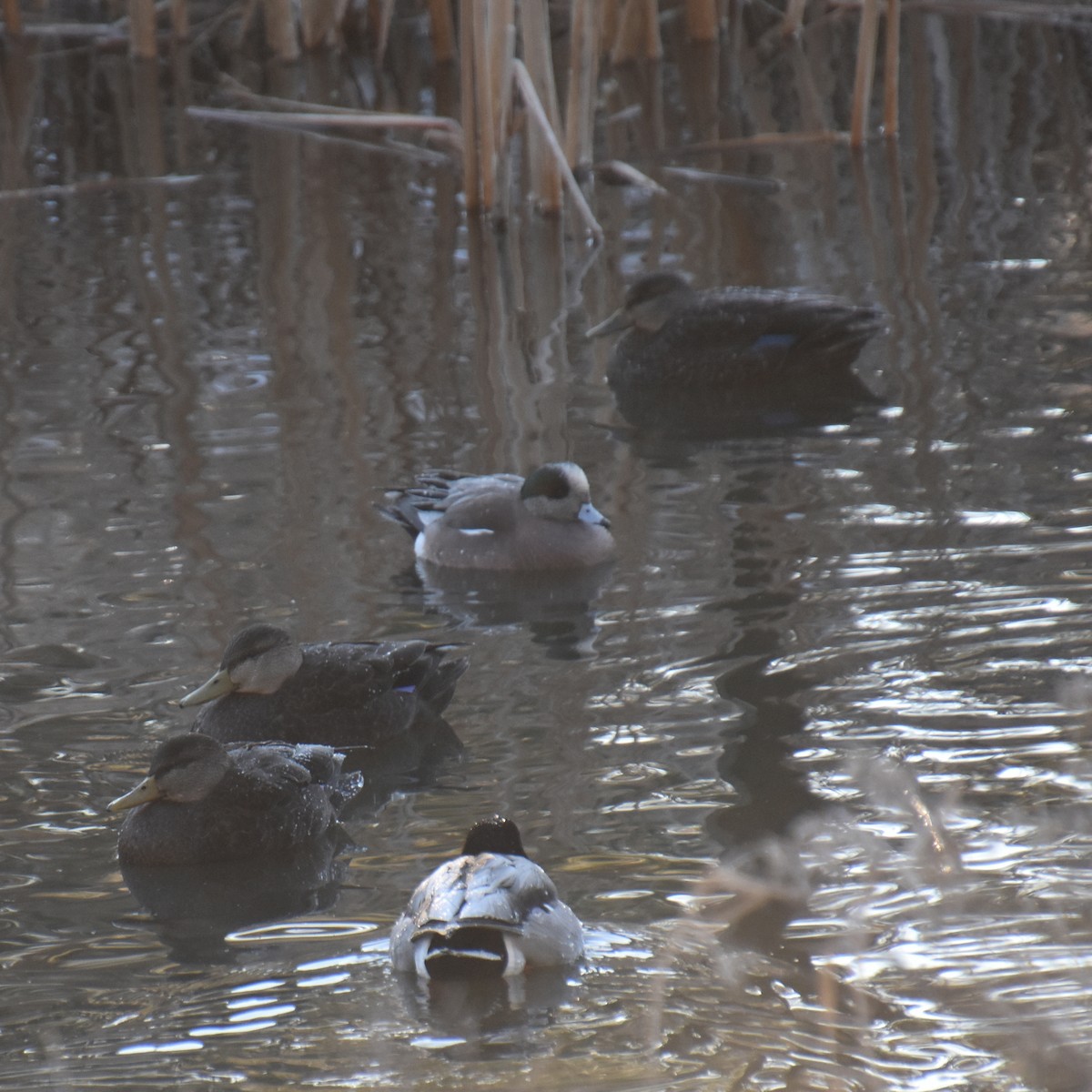 Свищ американський - ML647808367