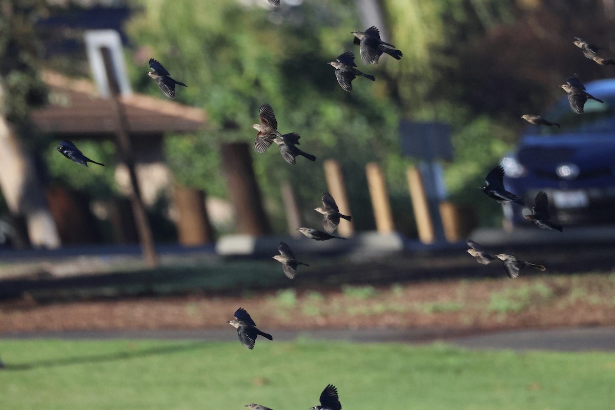 Коровий трупиал, буроголовый желтушник - ML647808386