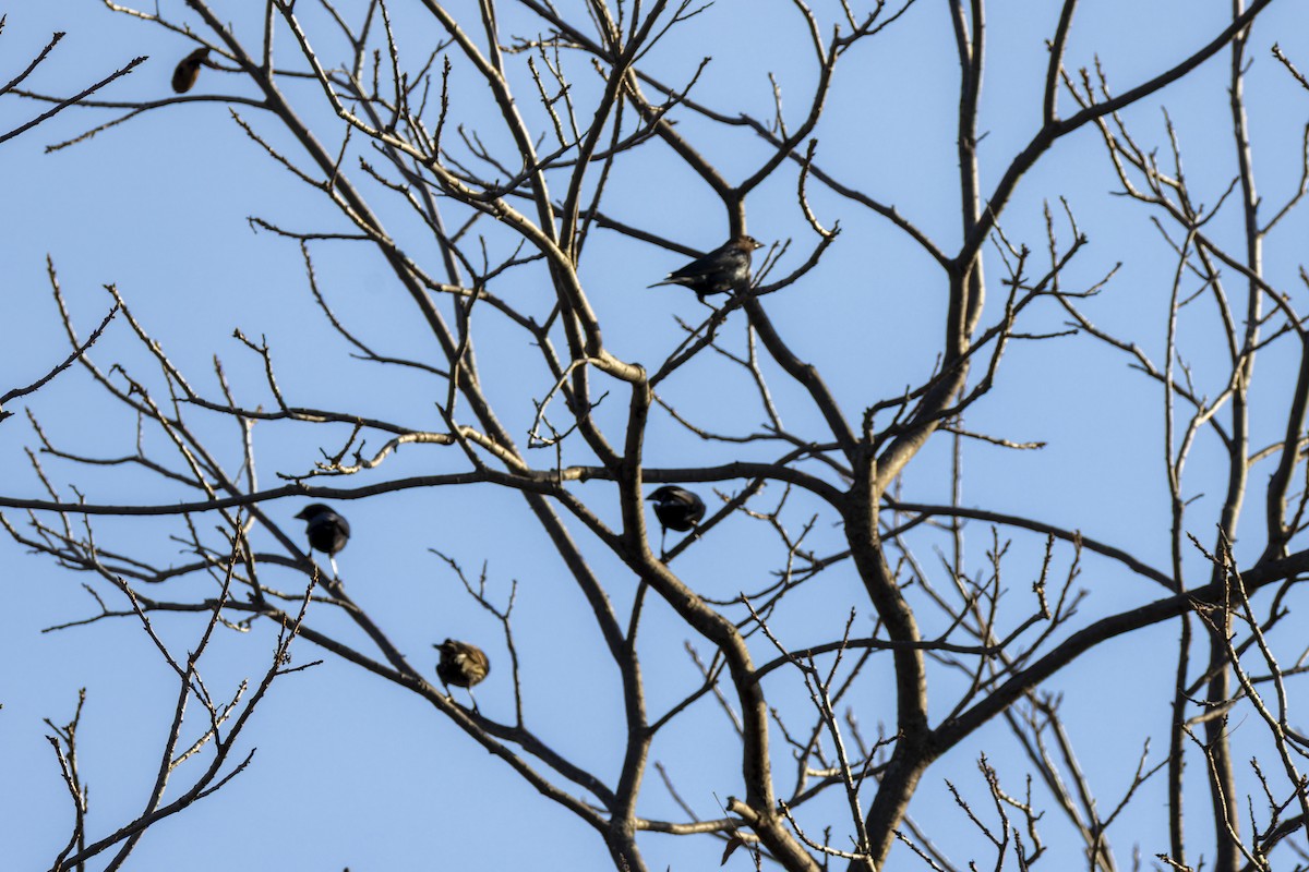 Коровий трупиал, буроголовый желтушник - ML647808402