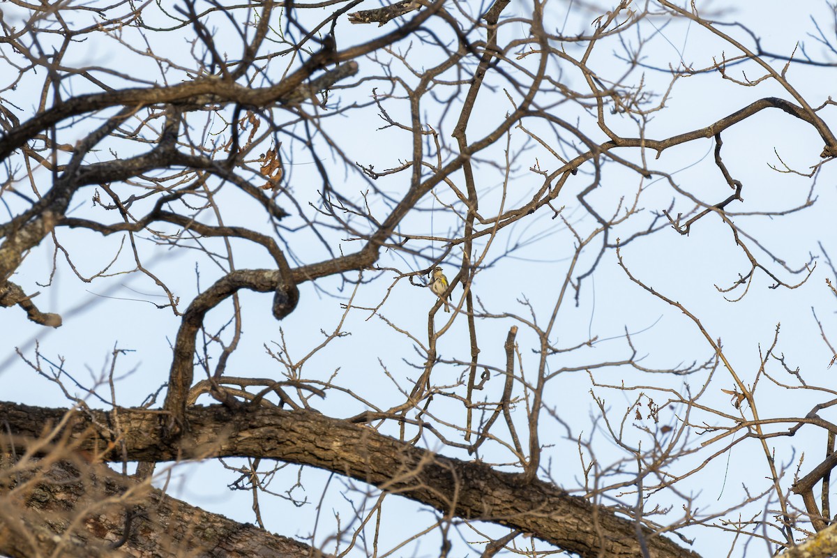 Yellow-rumped Warbler - ML647808410