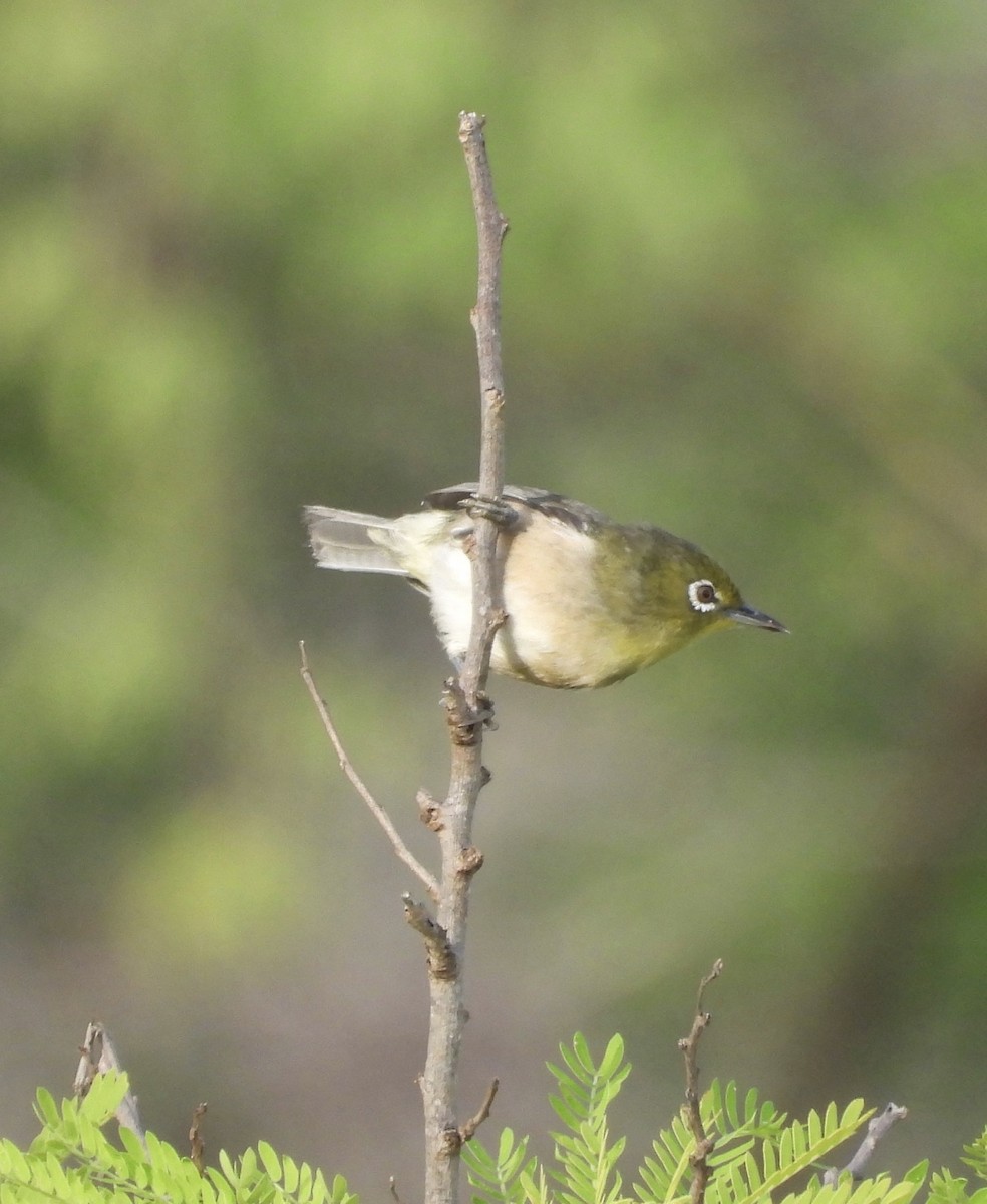 Окулярник японський - ML647808455