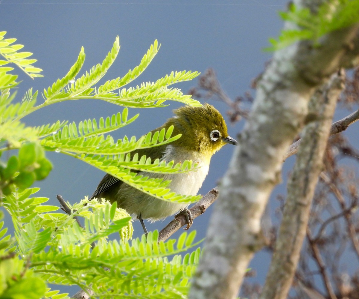 Окулярник японський - ML647808456