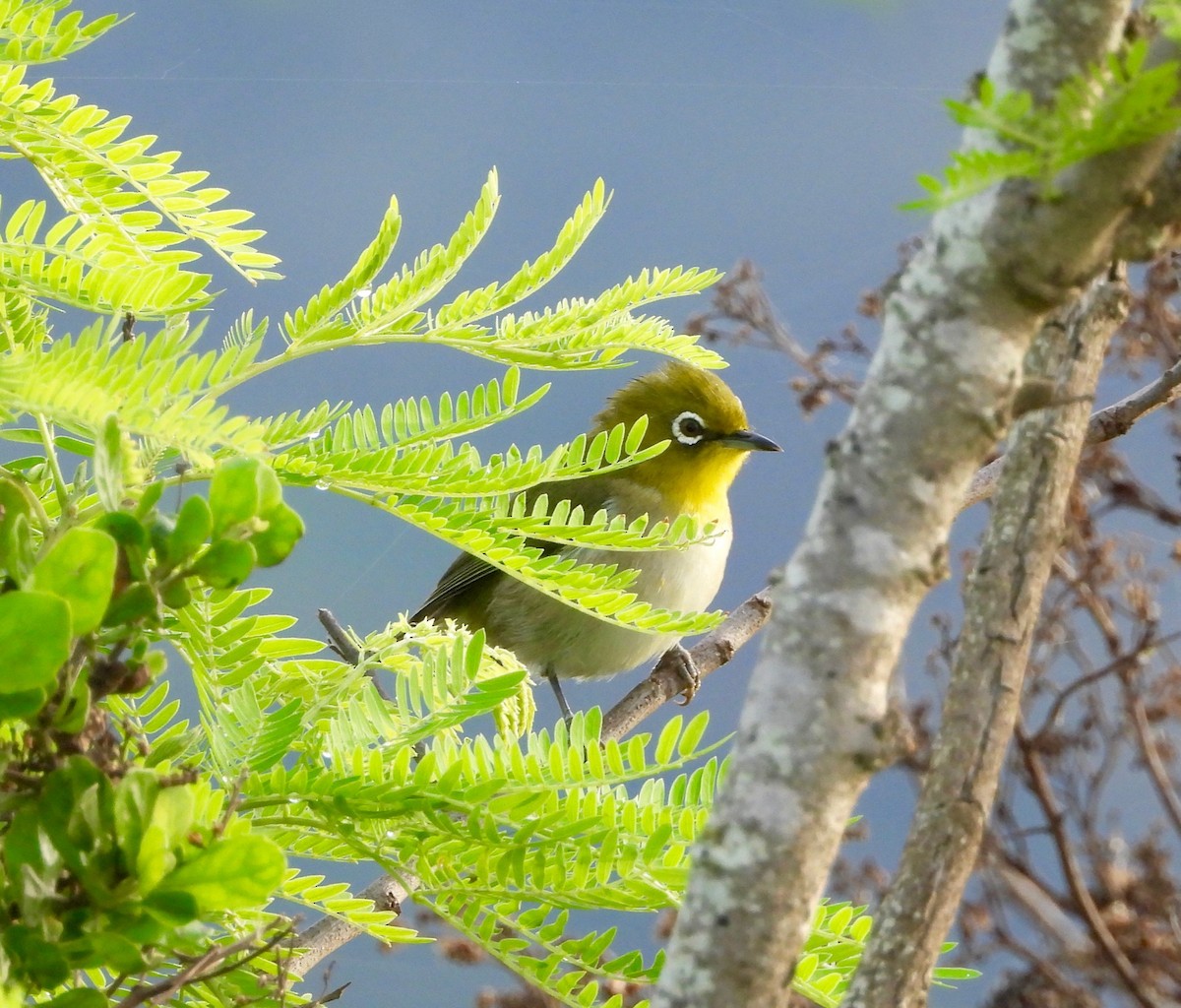 Окулярник японський - ML647808457