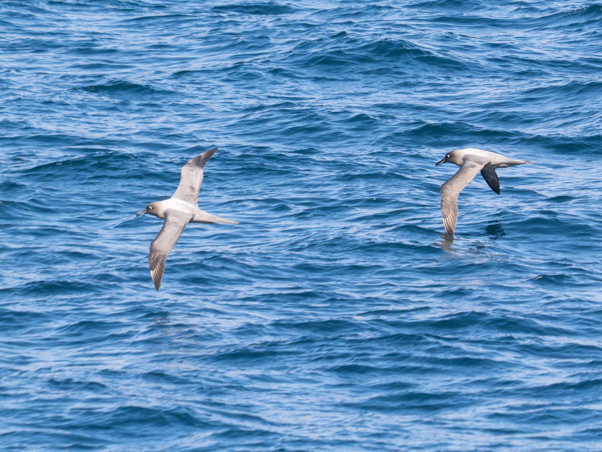 Graumantelalbatros - ML647808495