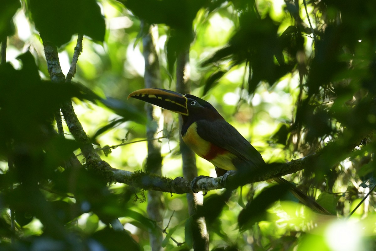 arassari hnědouchý - ML647808503