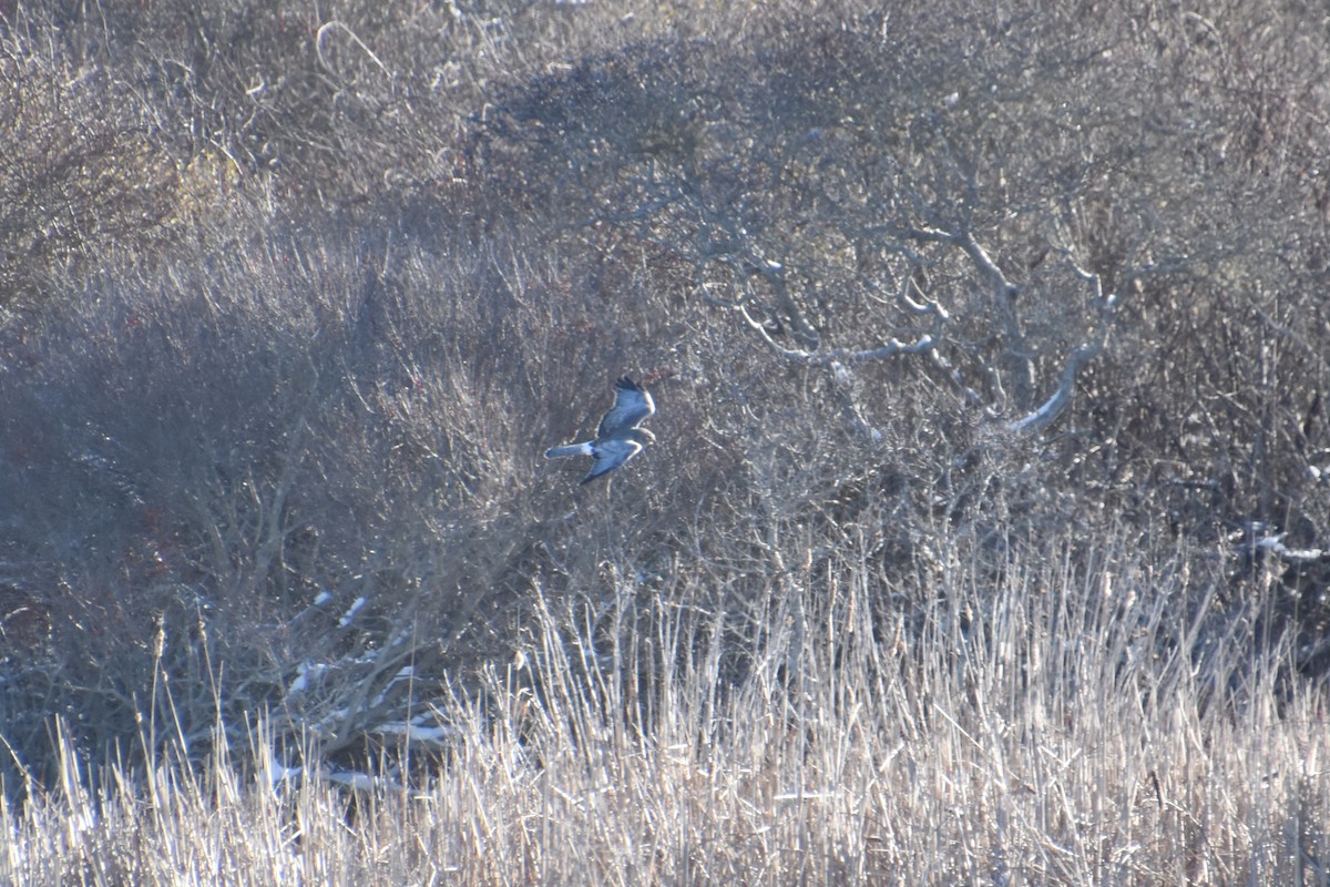 Лунь американський - ML647808506