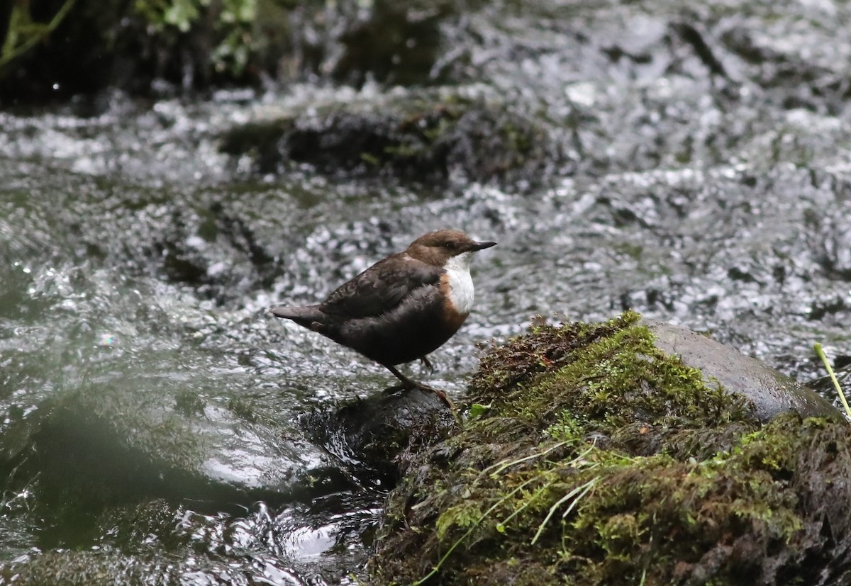 Mirlo Acuático Europeo - ML647808515