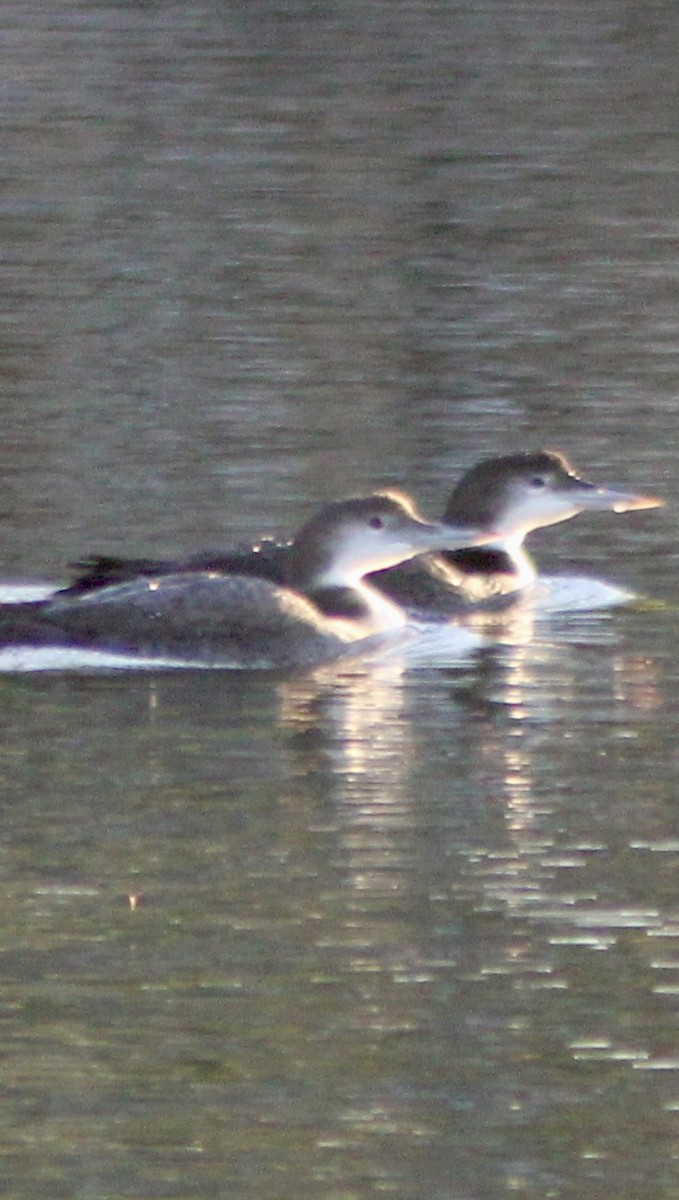 Common Loon - ML647808518