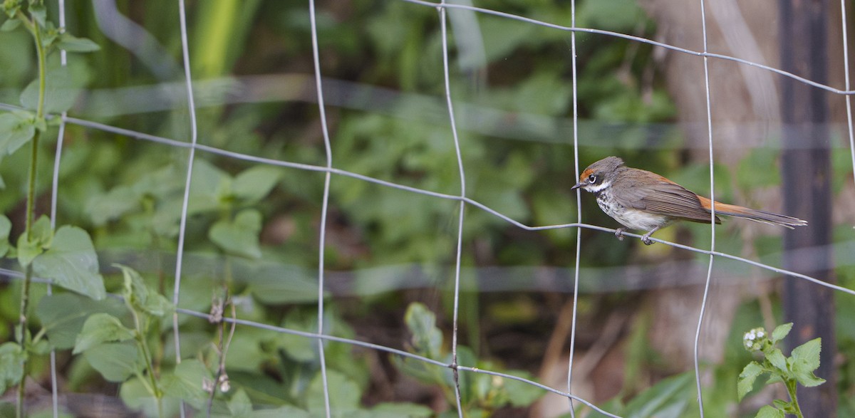 Australian Rufous Fantail - ML647808530