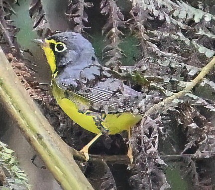 Канадская вильсония - ML647808554