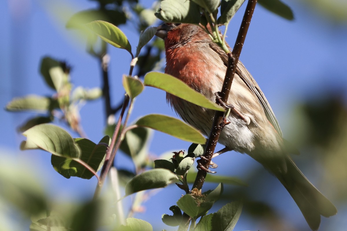 Чечевиця садова - ML647808555